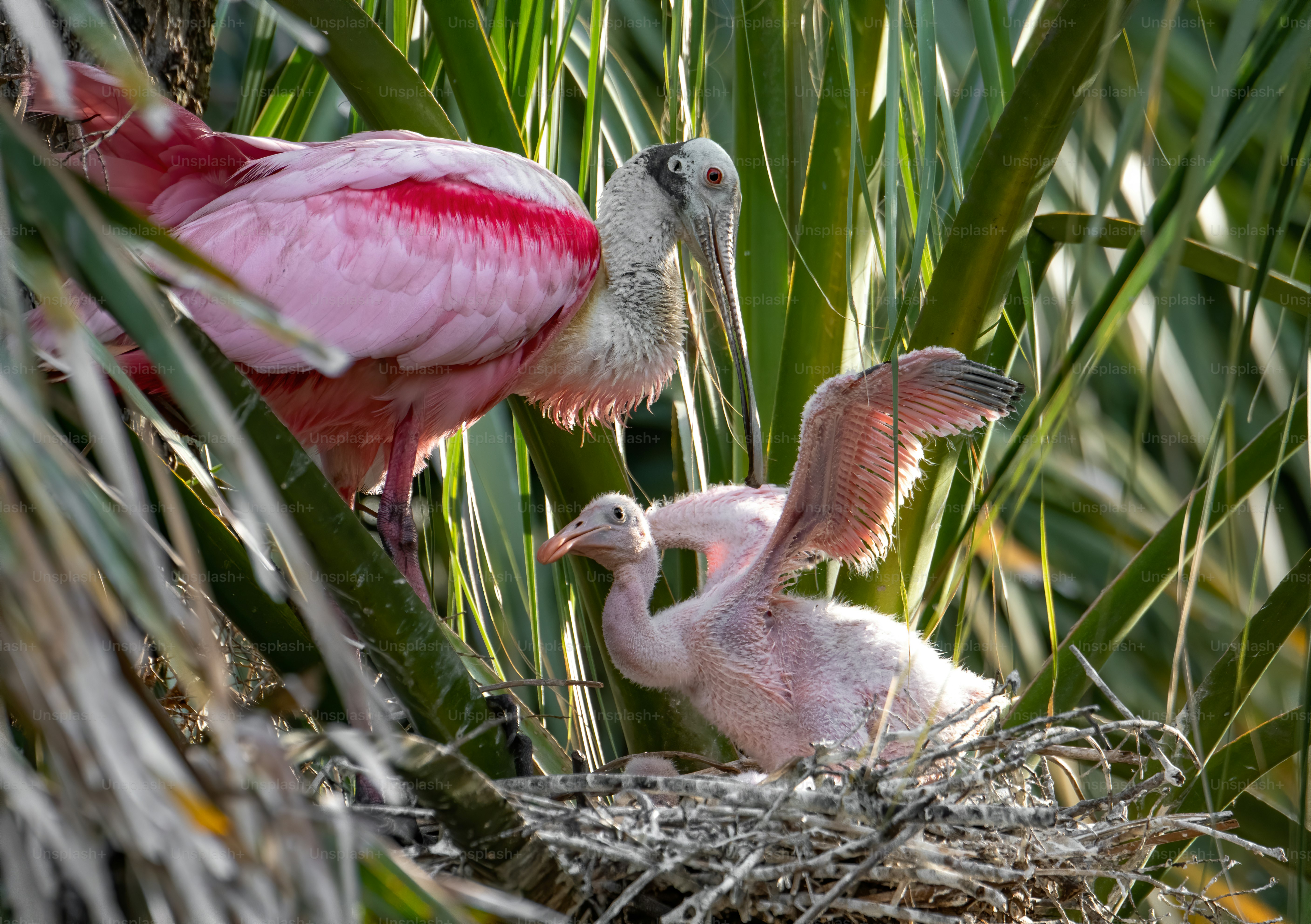 Roseate Spoonbill in Florida
