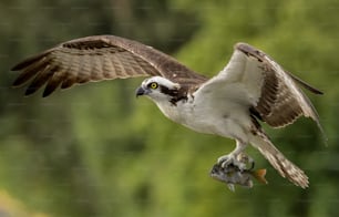 Un falco pescatore nel sud della Florida