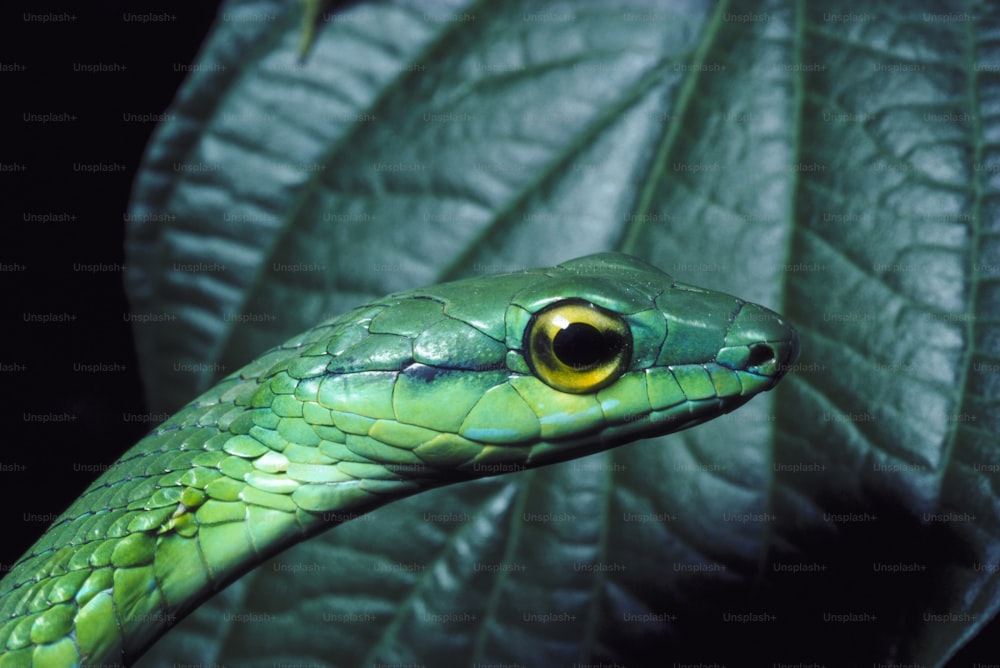 um close up de uma cobra verde em uma folha