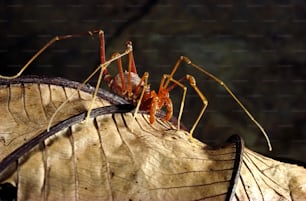 a close up of a bug on a leaf