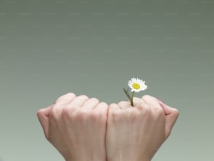 a person holding a flower in their hands