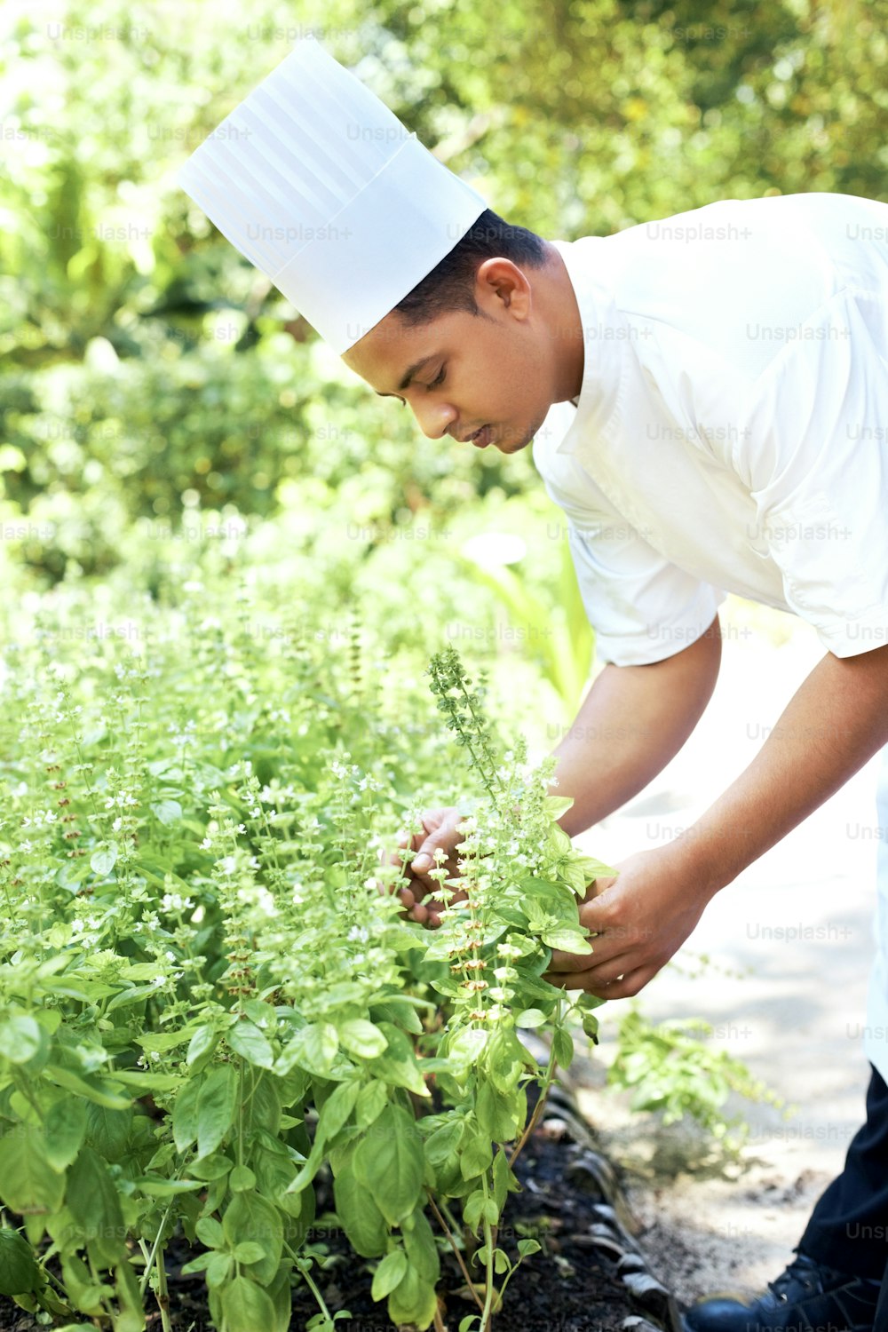 a man in a chef's hat tending to a plant