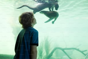 a boy looking at a sea otter in an aquarium