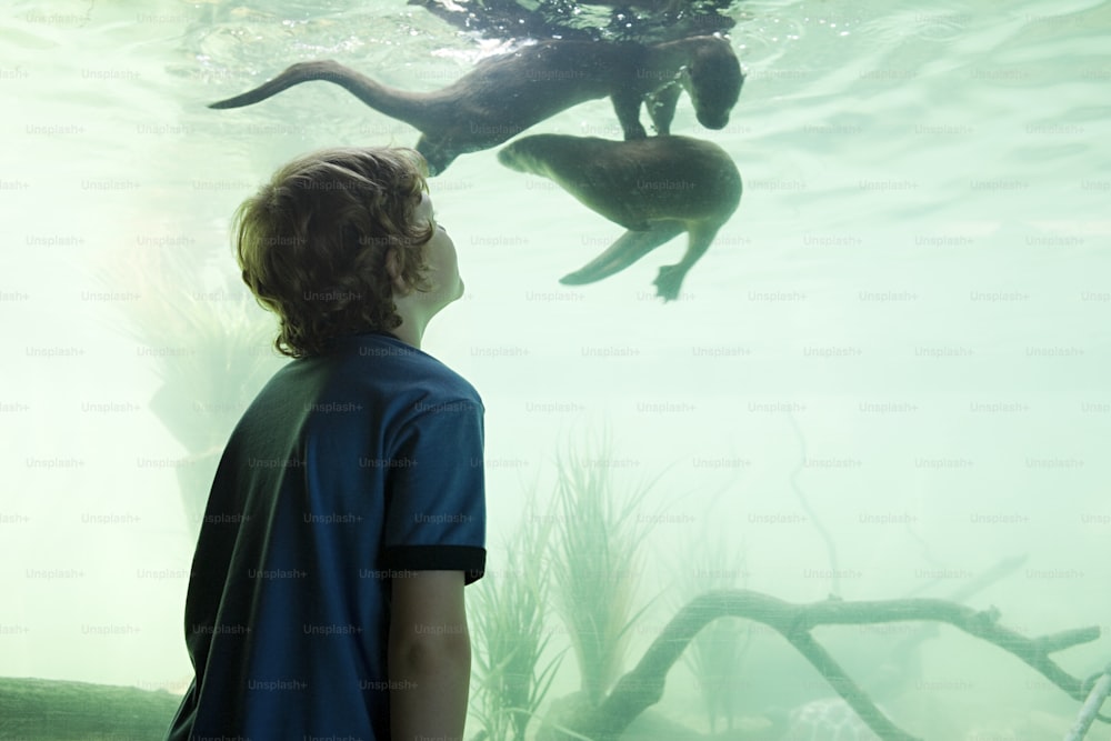 um menino olhando para uma lontra marinha em um aquário