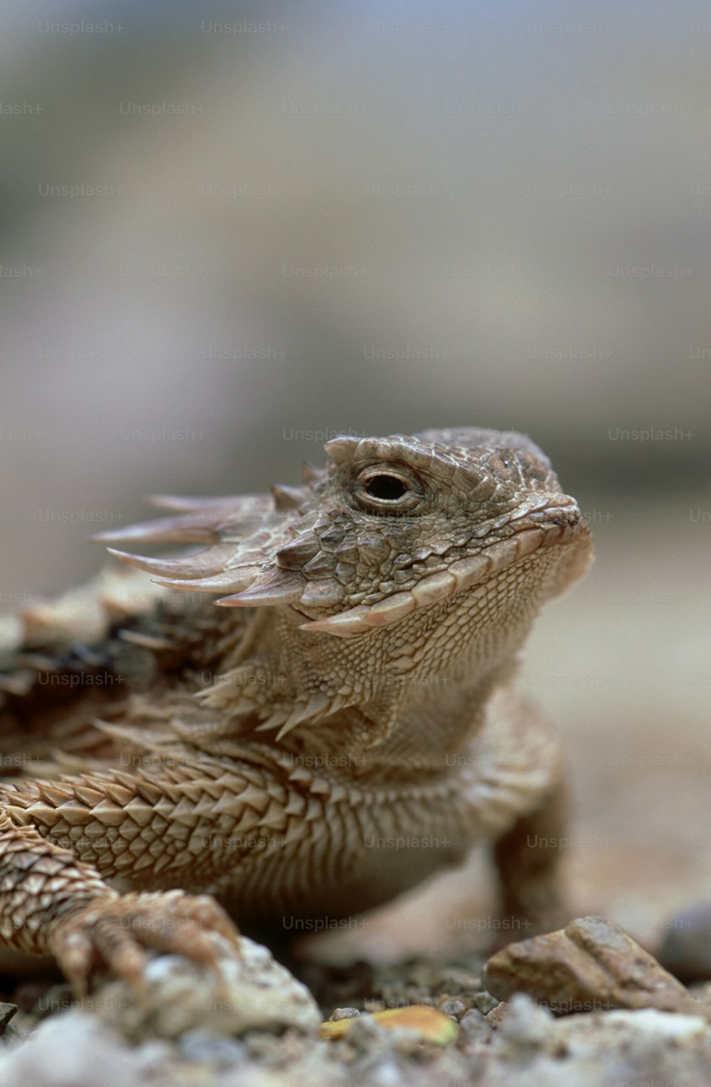 a close up of a lizard on the ground