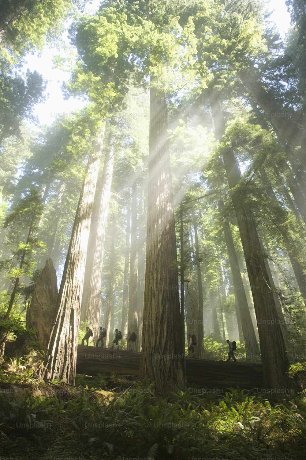 a group of people standing on a wooden platform in the middle of a forest