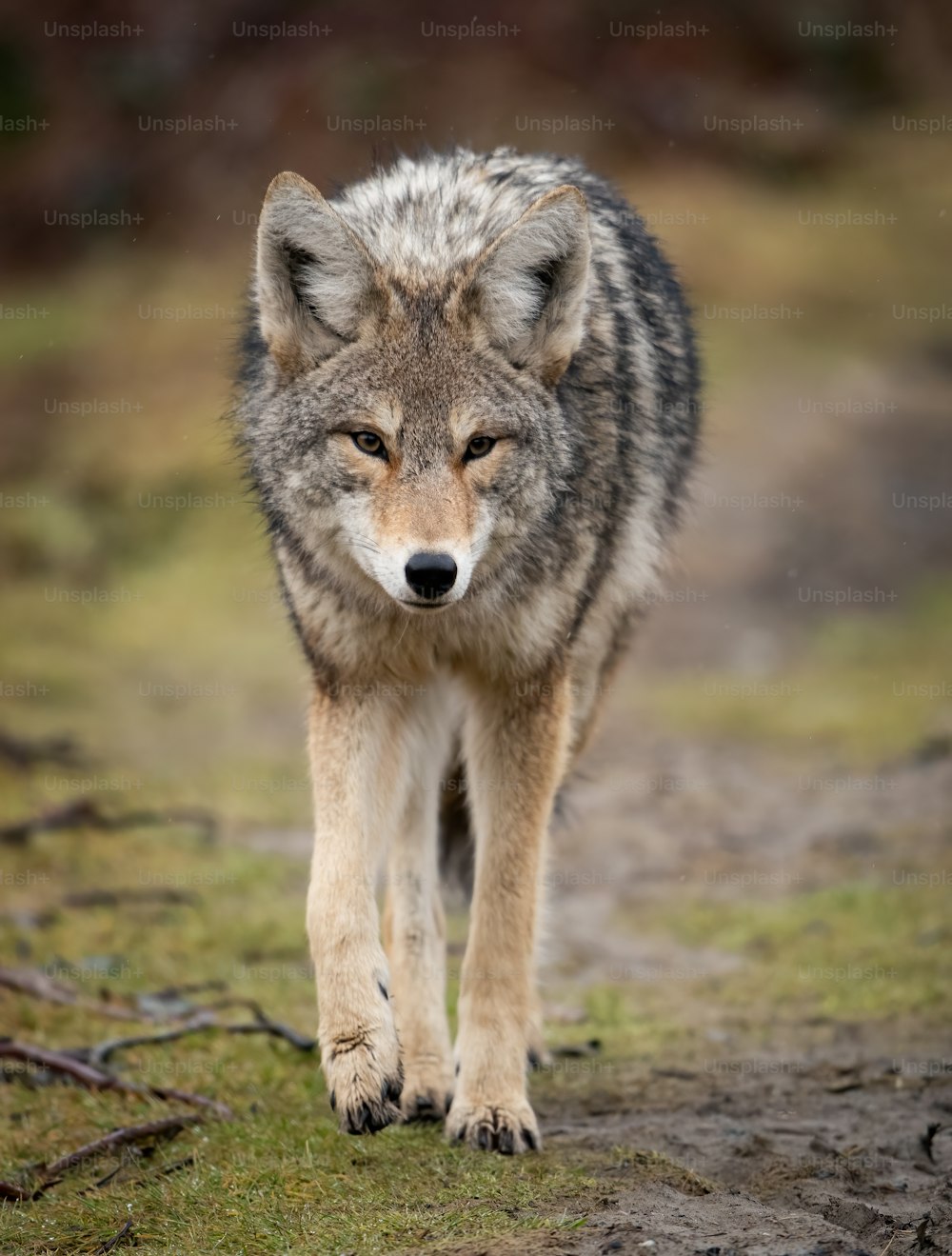 A coyote in Banff, Canada.