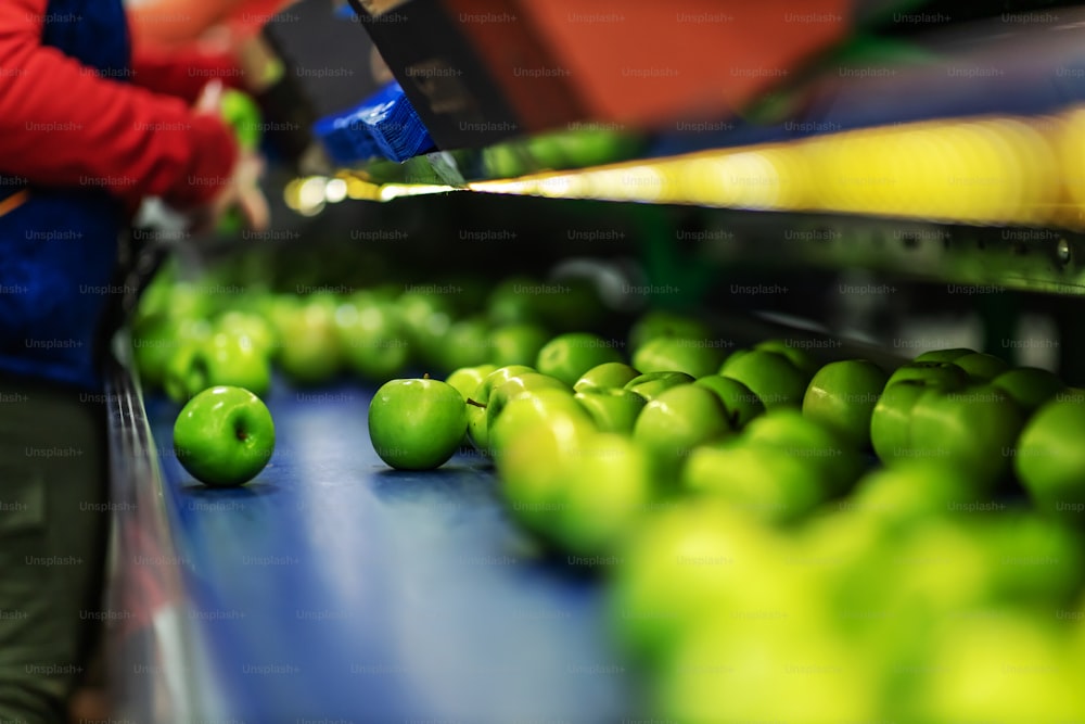 Green delicious apples on packing line at fruit warehouse. Food industry.