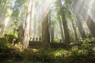 a forest filled with lots of tall trees