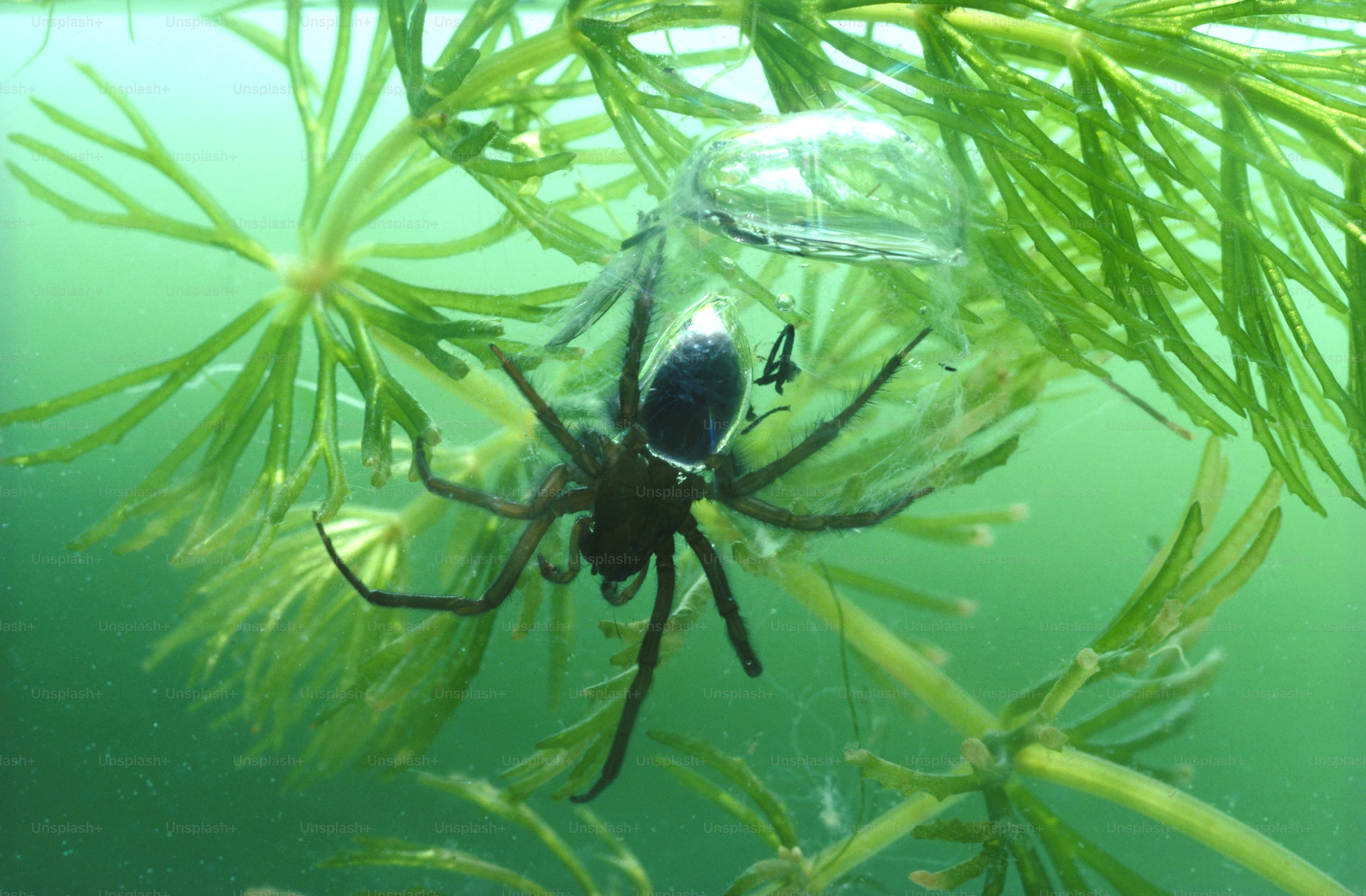 a large spider sitting on top of a green plant