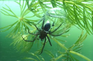 a large spider sitting on top of a green plant