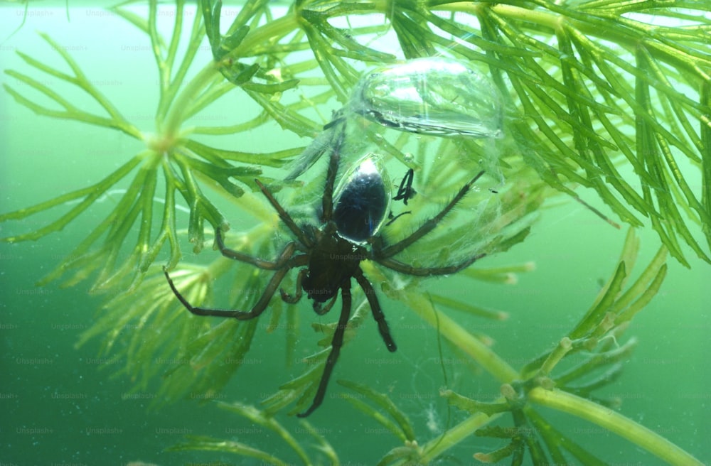 녹색 식물 위에 앉아 있는 큰 거미