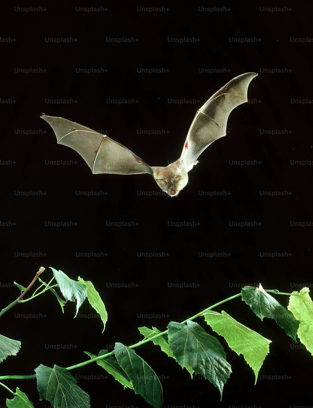 박쥐가 잎이 많은 식물 위를 날고 있습니다