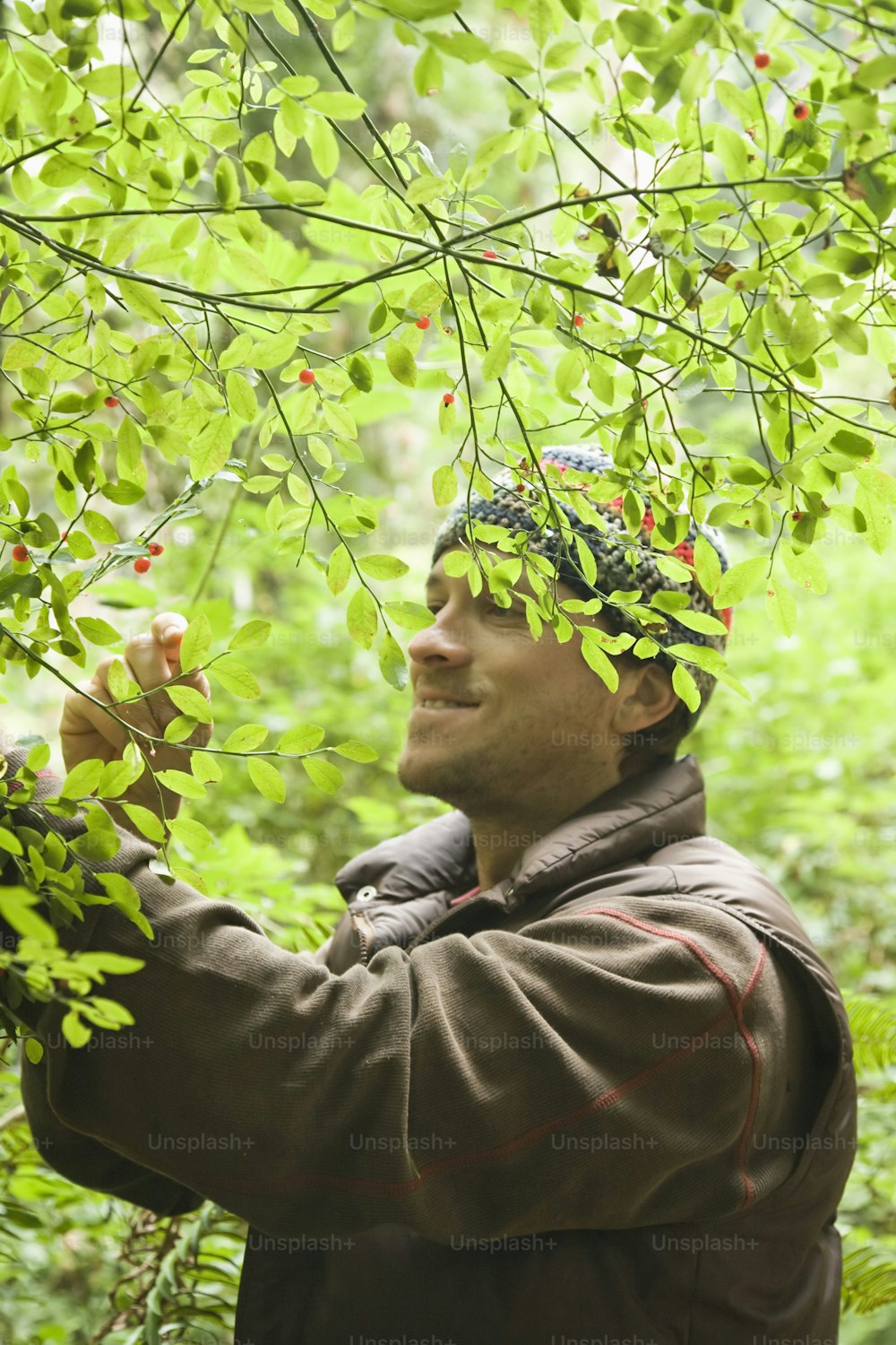 Un hombre está recogiendo bayas de un árbol