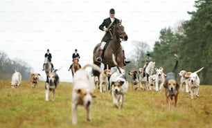 グロスターシャー、イングランド - 12月26日:ハンターと猟犬は、ボクシングデー、2003年12月26日、グロスターシャー、イングランドで伝統的なキツネと猟犬の狩りに参加します。雨にも関わらず、多くの田舎の支持者が狩猟を支持し、イングランドの田舎では物議を醸す伝統となった。狩猟の将来を決める法案が現在、英国議会で審議中です。