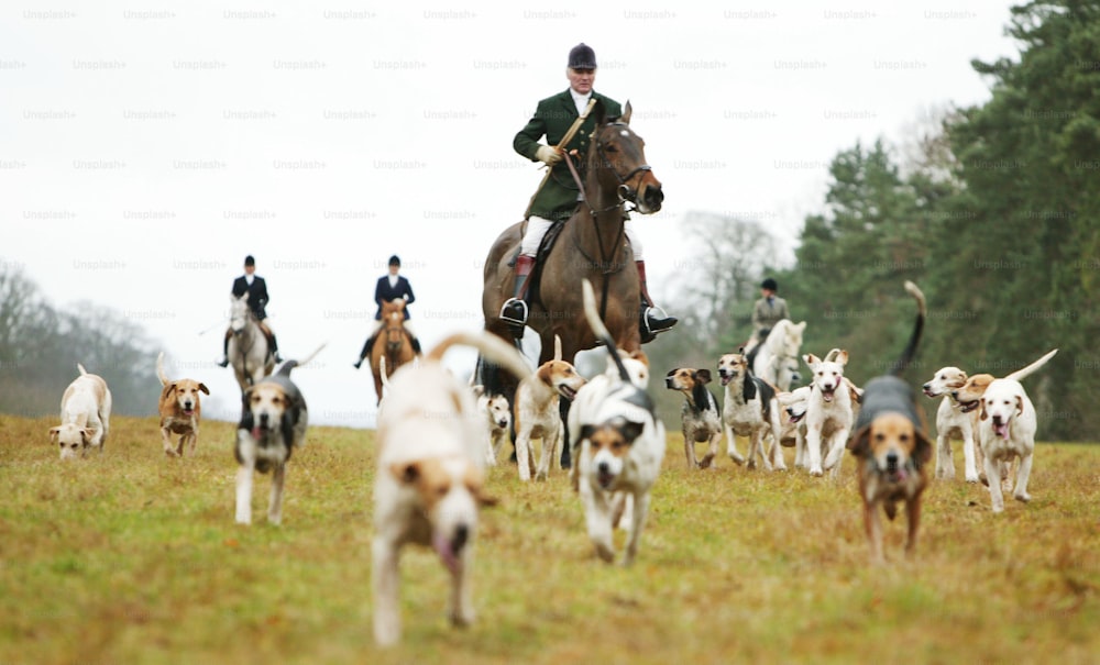 GLOUCESTERSHIRE, ENGLAND - DECEMBER 26:  Hunters and hounds participate in the traditional fox and hound hunt on boxing day, December 26, 2003 in Gloucestershire, England. Despite the rain many countryside supporters turned out in support of the hunt, a controversial tradition in the countryside of England. A bill deciding the future of the hunt is currently in sitting in English Parliament.