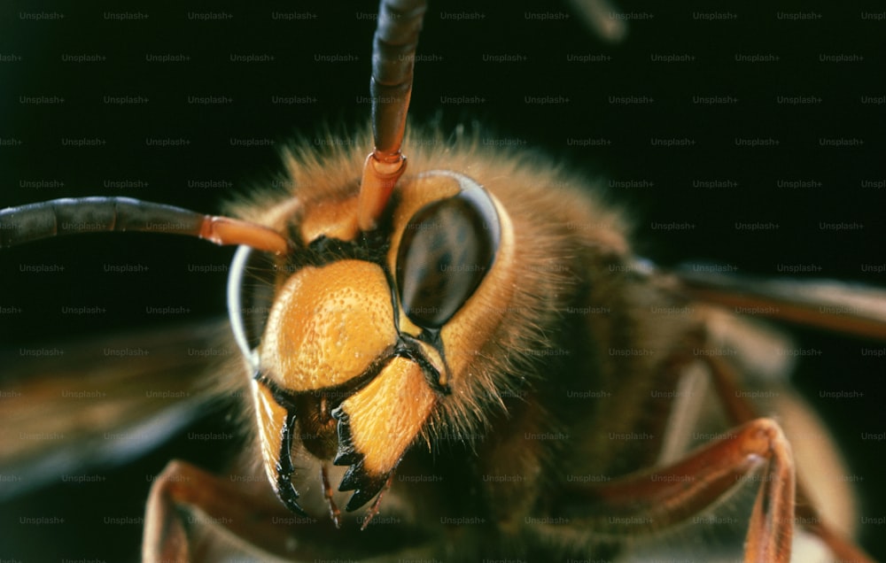Una vista de cerca de la cara de una abeja