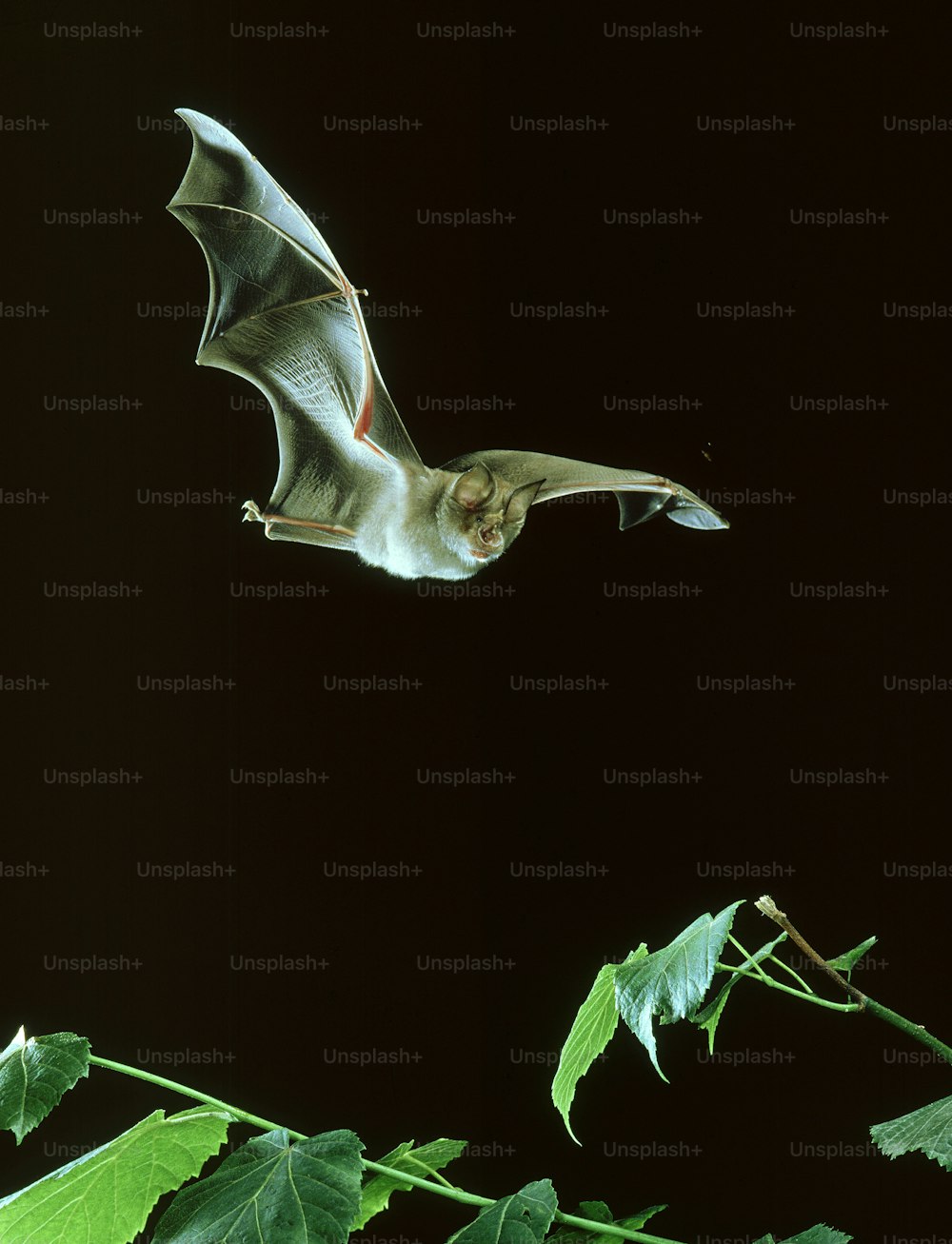 um morcego voando no ar sobre um galho frondoso