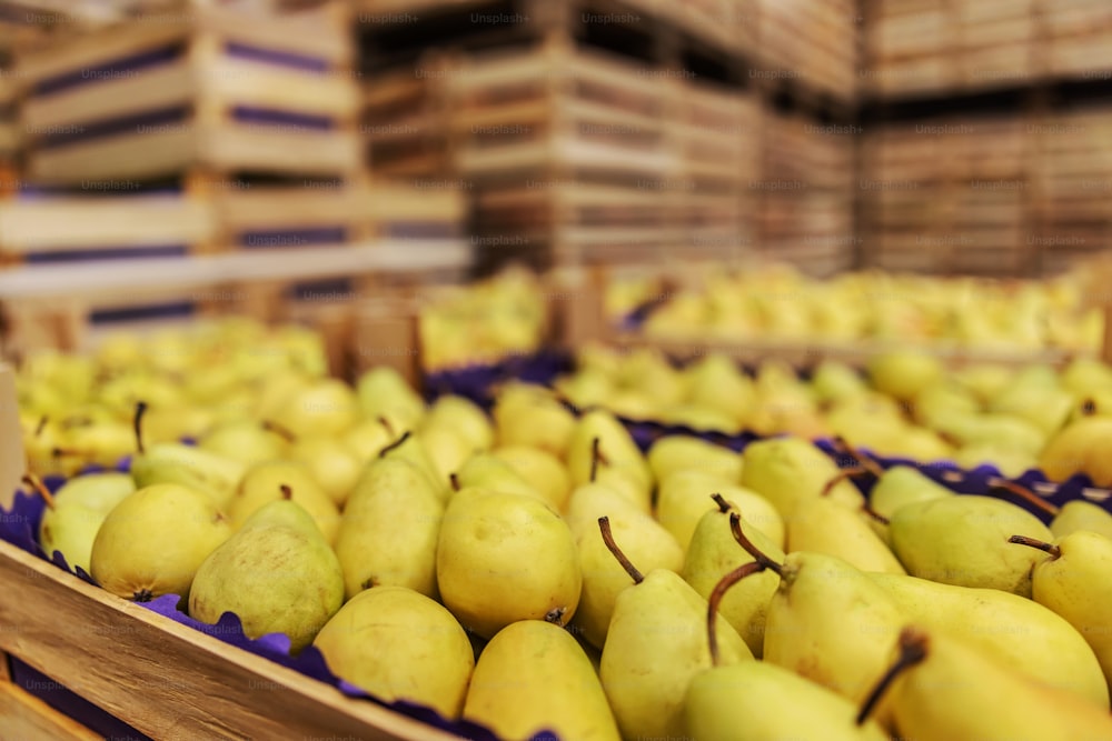Pears in crates ready for shipping. Cold storage interior.