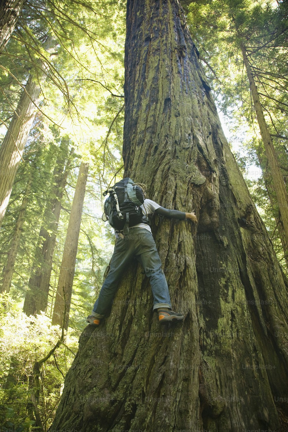 a man climbing up the side of a large tree