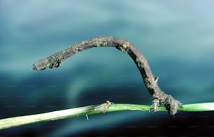 a caterpillar crawling on top of a green leaf