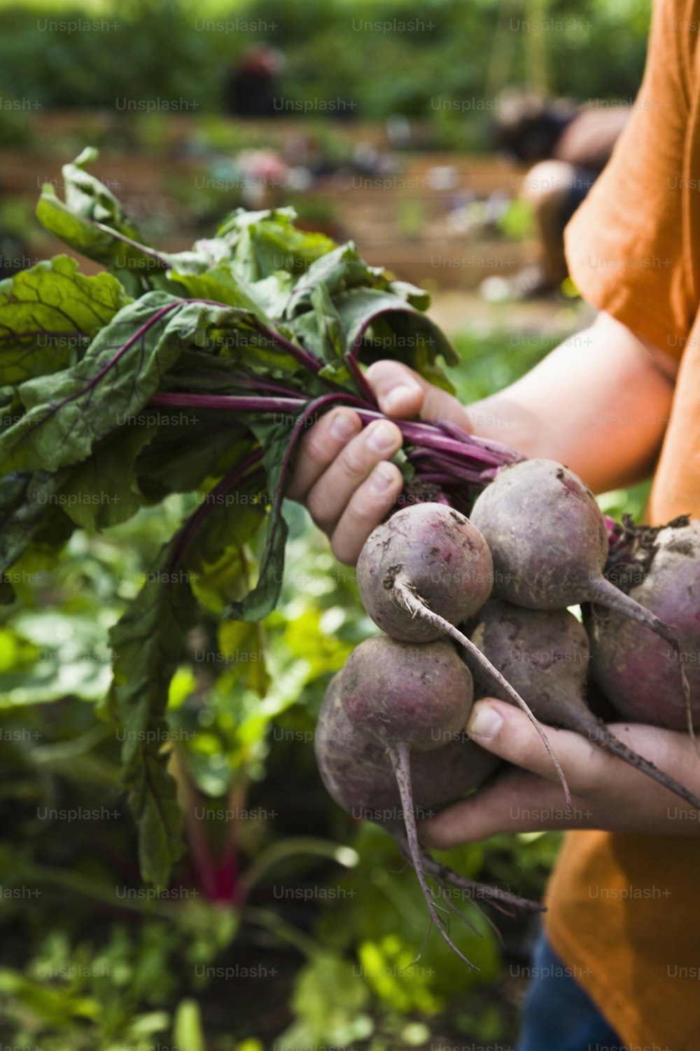 a person holding a bunch of radishes in their hands