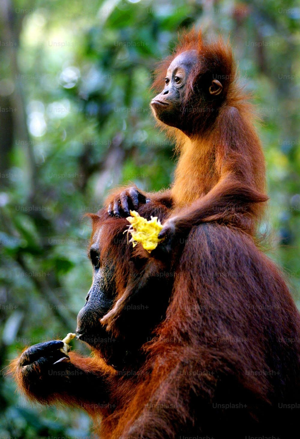 a brown and black animal holding a yellow flower