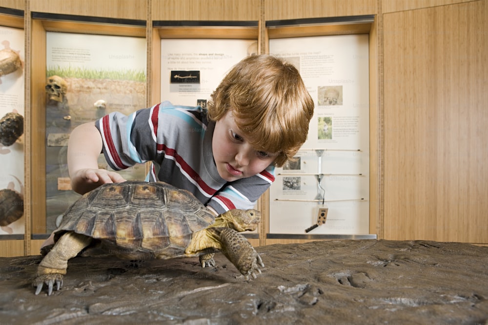 um menino olhando para uma tartaruga em um museu
