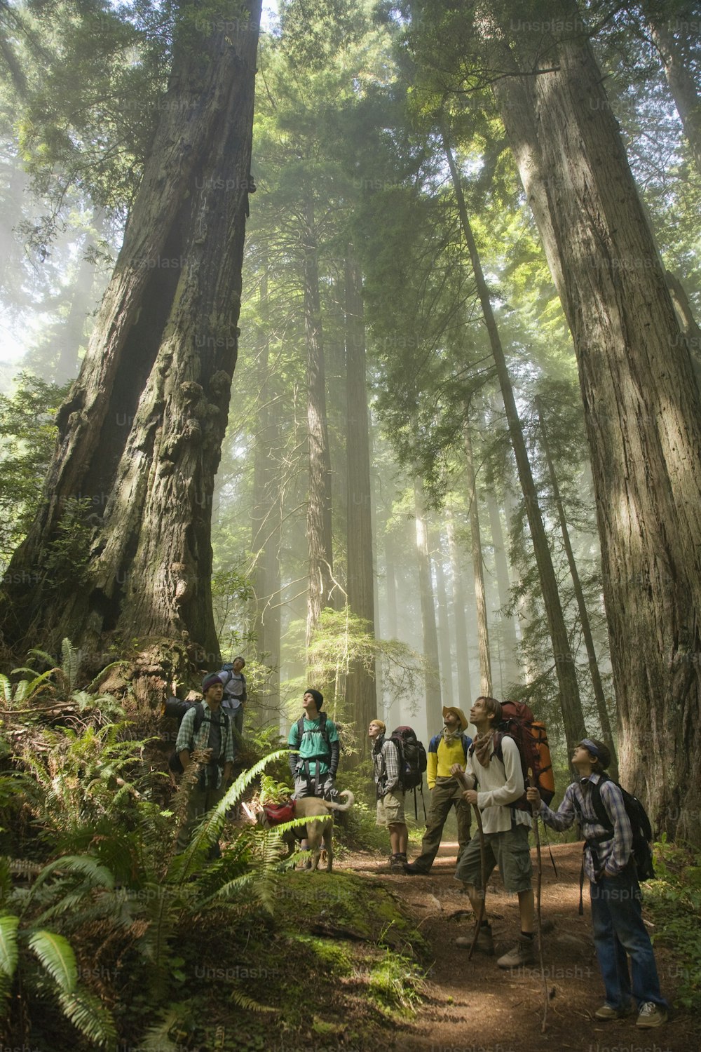 a group of people hiking through a forest