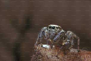 Gros plan d’une araignée sur un morceau de bois