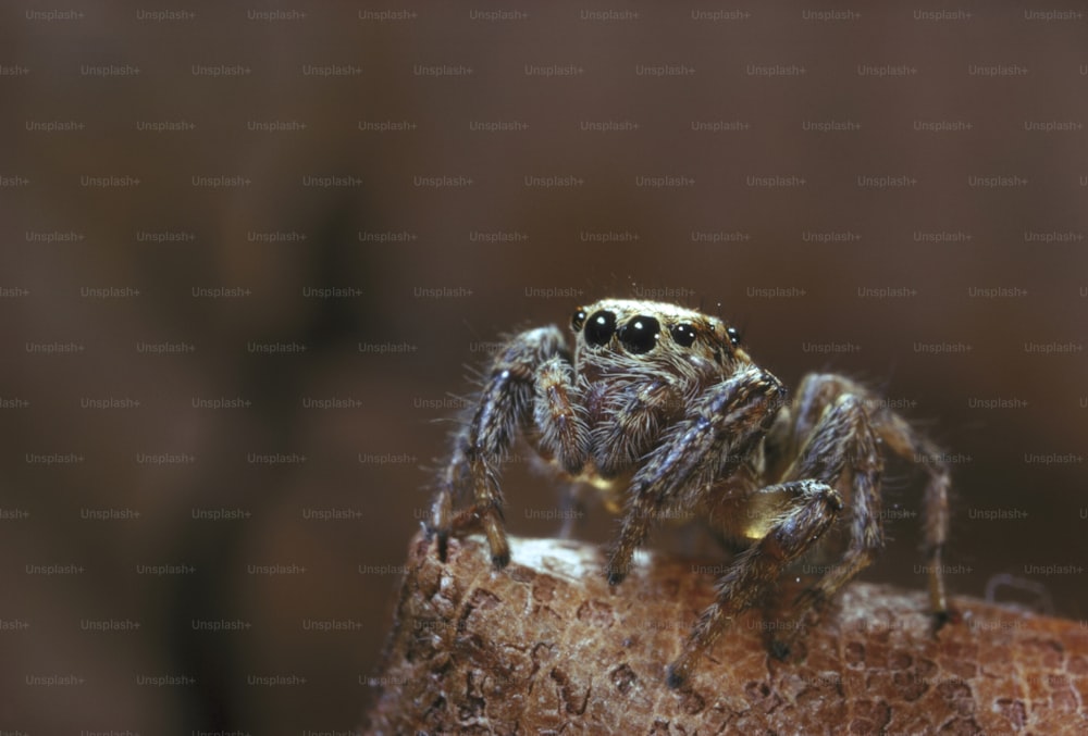 um close up de uma aranha em um pedaço de madeira