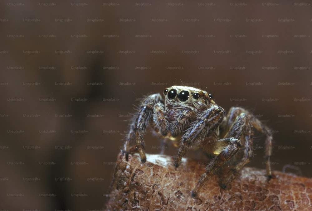 a close up of a spider on a piece of wood