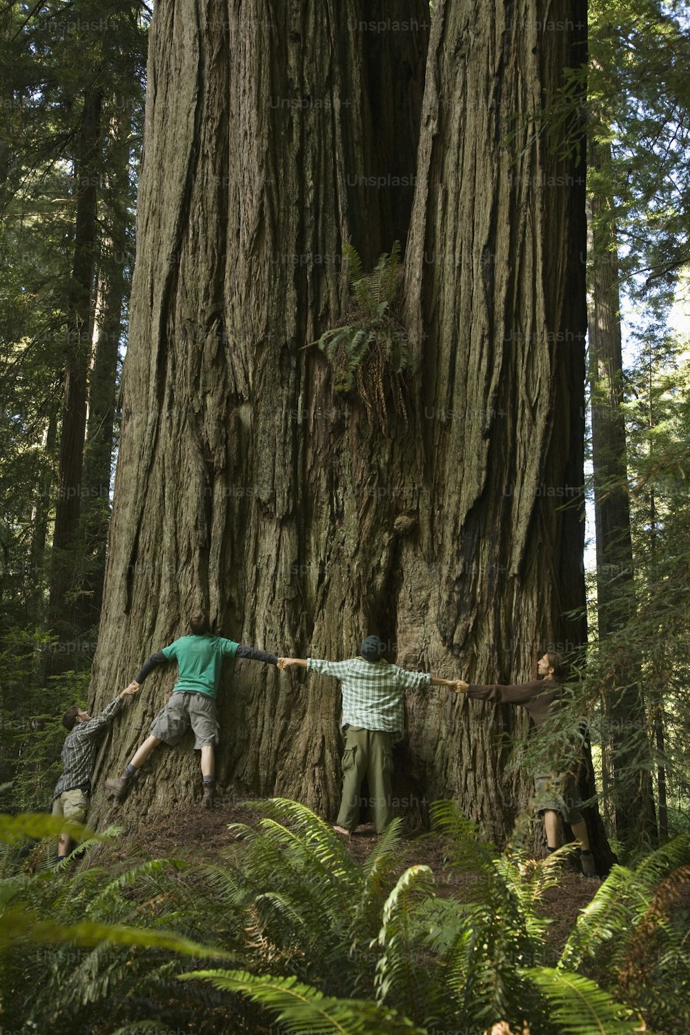 a couple of people standing next to a large tree