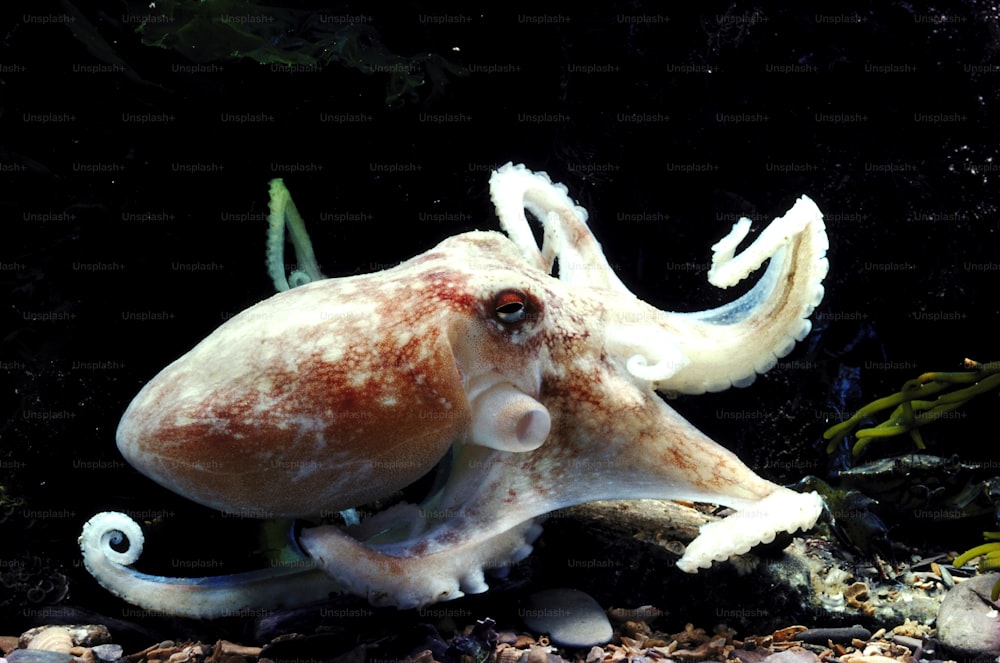 a close up of an octopus on the ground