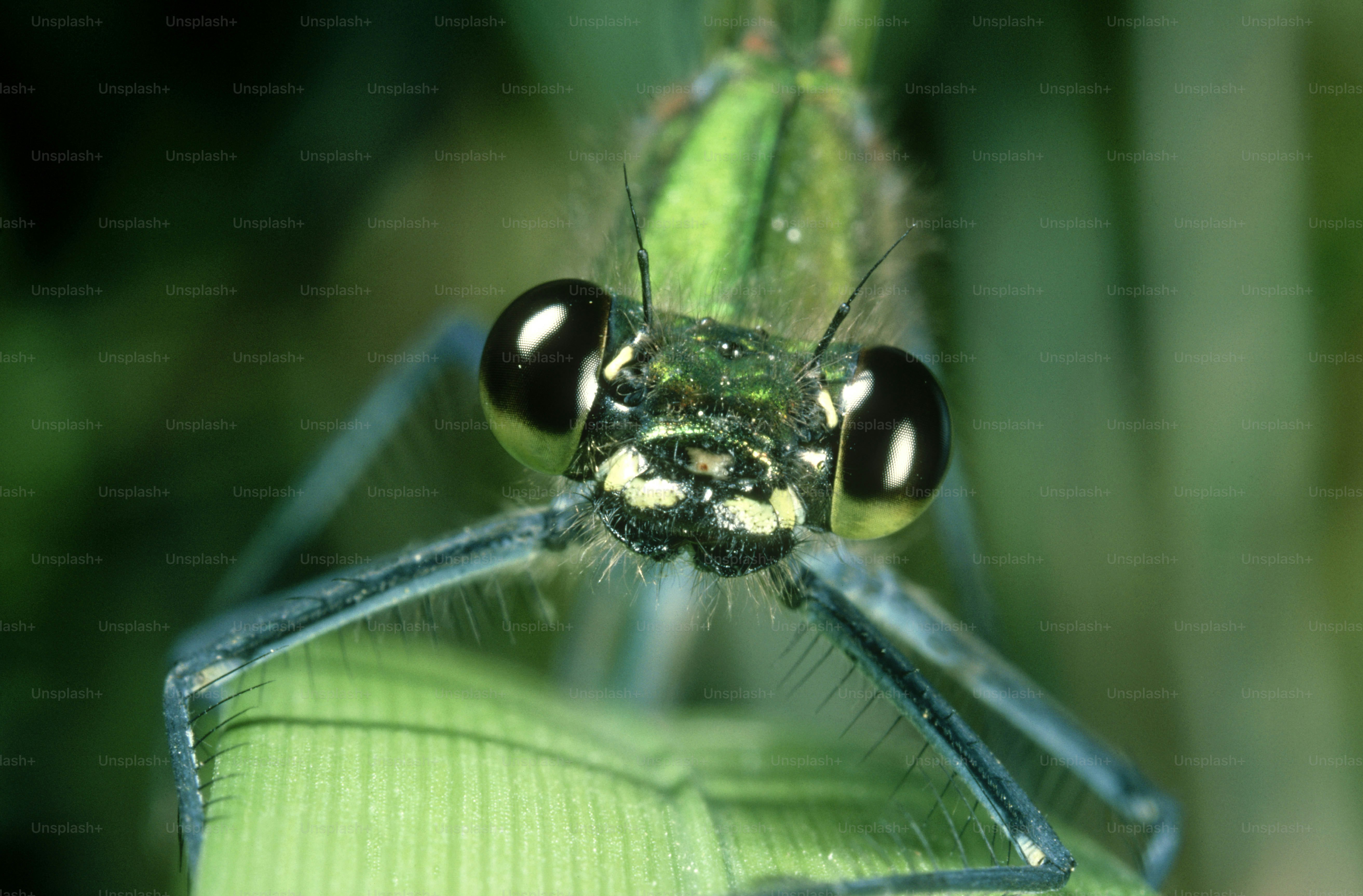 Un primer plano de un insecto en una hoja