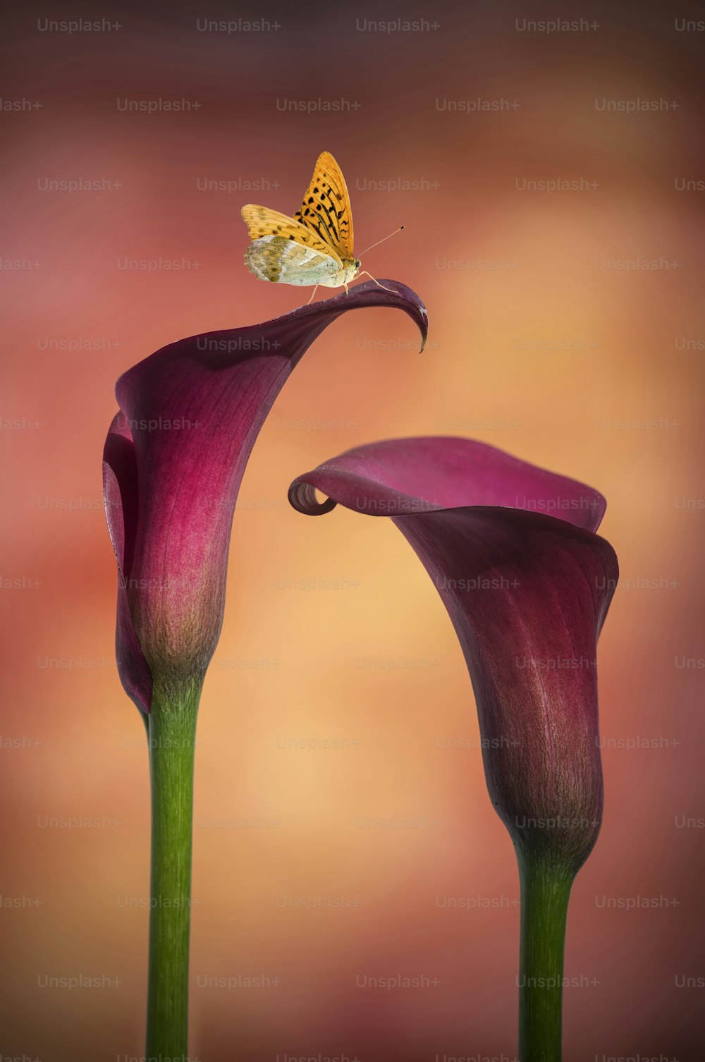 Borboleta em imagem macro impressionante de close up de flor de lírio calla vibrante colorida