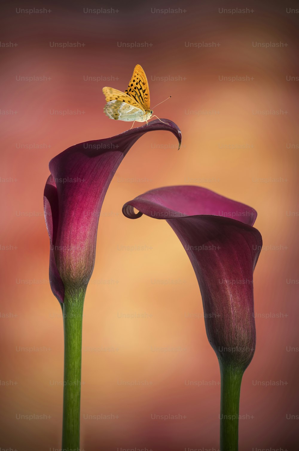 Papillon sur superbe macro gros plan image de fleur de lys calla vibrante colorée