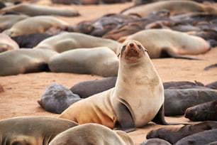 Grande colônia de peles de focas na cruz do cabo na Namíbia