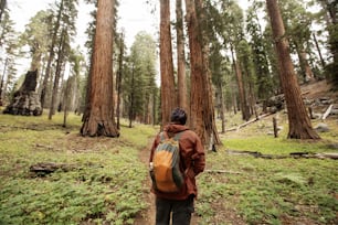 米国カリフォルニア州セコイア国立公園の男性