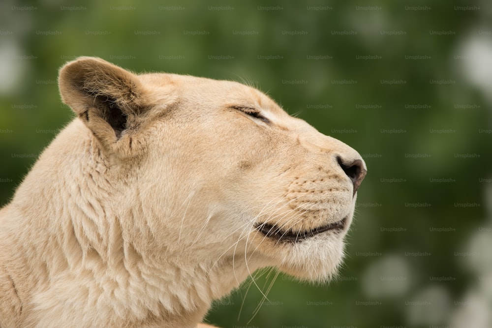 Superbe portrait intime de l’Atlas de Barbarie blanc Lion Panthera Leo
