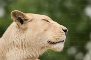 Impresionante retrato íntimo del león blanco del Atlas de Berbería Panthera Leo