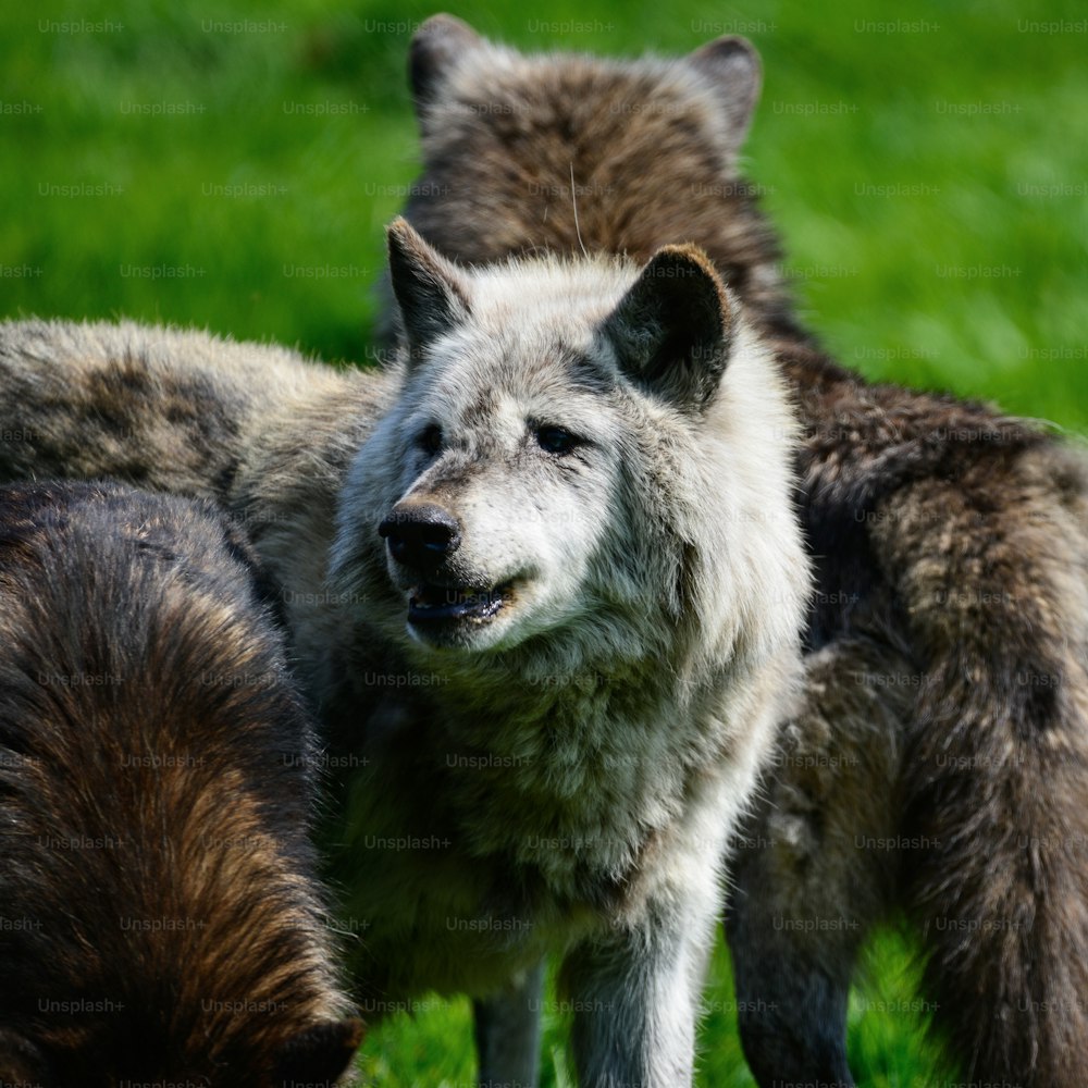 Belo cinza Timber Wolf Cnis Lupus perseguindo e comendo no cenário da paisagem de limpeza da floresta