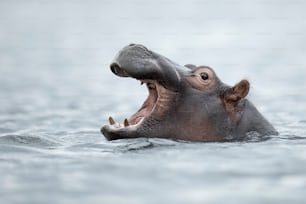 Hipopótamo justo por encima de la línea de flotación