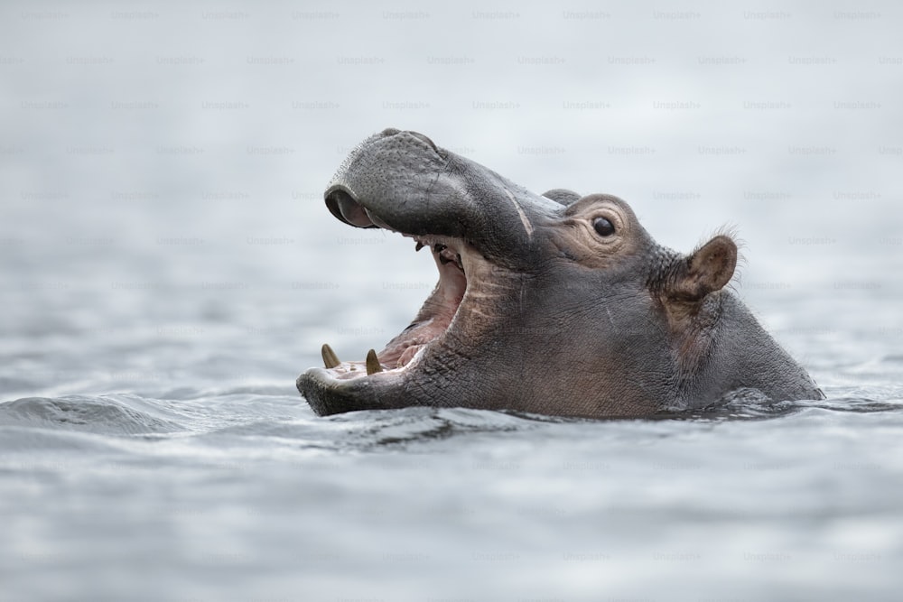 Hippo just above the waterline