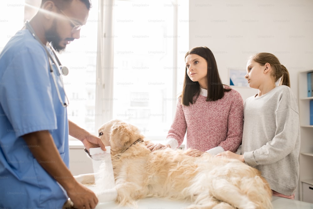 Kleines Mädchen und ihre Mutter beraten sich mit einem professionellen Tierarzt, der einen Verband auf die Pfote eines kranken Hundes legt