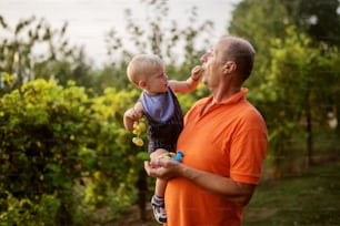 Endless love. Picture of grandfather and grandson in beautiful garden. Grandson is feeding his grandfather with grape.