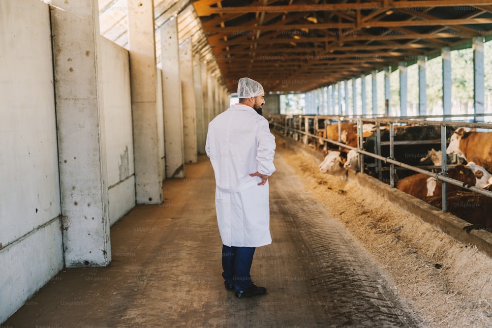 Veterinarian checking cows at cow farm.