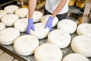 Travailleur portant des gants de protection prenant une meule de fromage salé frais prêt pour le processus de vieillissement à la fabrication. Vue rapprochée