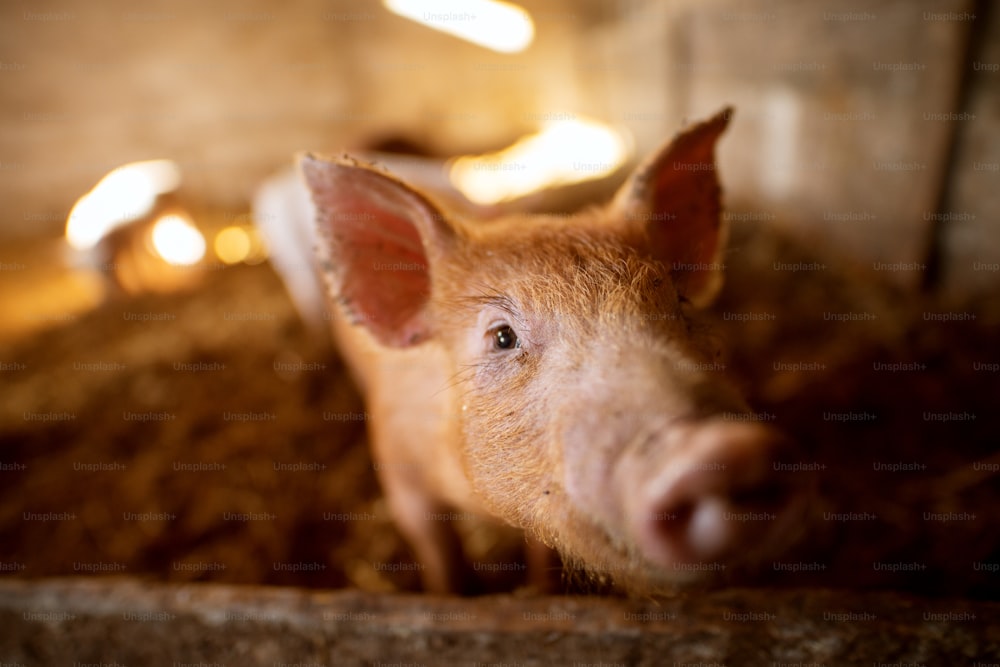 Portrait de cochon à faible profondeur de champ à la porcherie. Ferme porcine. Groupe de porcs à la ferme d’animaux.