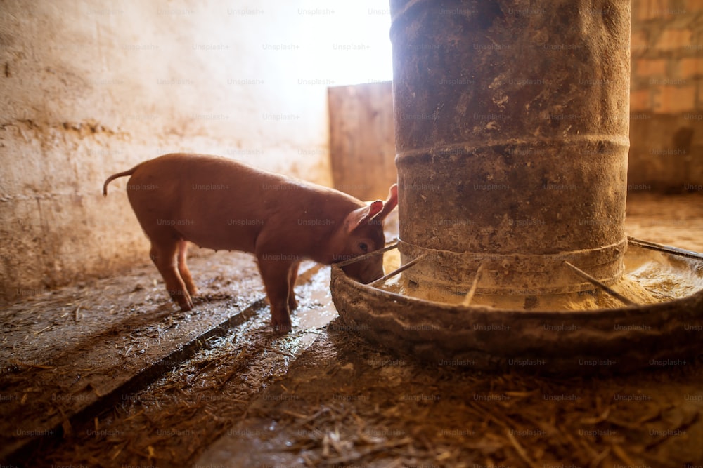 Cerdo en pocilga. Granja de cerdos. Grupo de cerdos en una granja de animales. Alimentación de cerdos.
